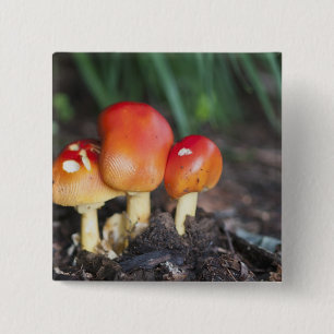 Badge Carré 5 Cm champignon de la famille des Amanita
