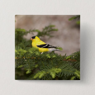 Badge Carré 5 Cm Chardonneret d'Amérique mâle dans un arbre
