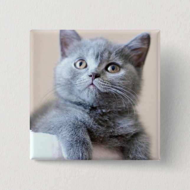 Badge Carré 5 Cm Chat britannique gris de Shorthair (Devant)