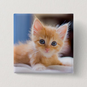Badge Carré 5 Cm Chat mignon avec des yeux bleus