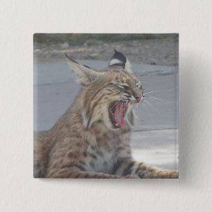 Badge Carré 5 Cm Chat sauvage de baîllement