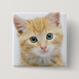 Badge Carré 5 Cm Chat tigré d'orange douce