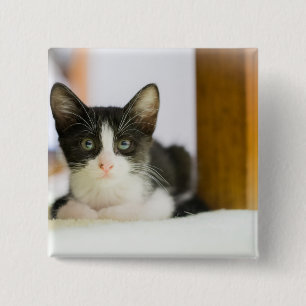 Badge Carré 5 Cm Chaton blanc et noir doux