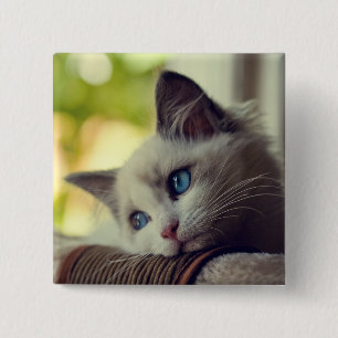 Badge Carré 5 Cm Chaton de Ragdoll