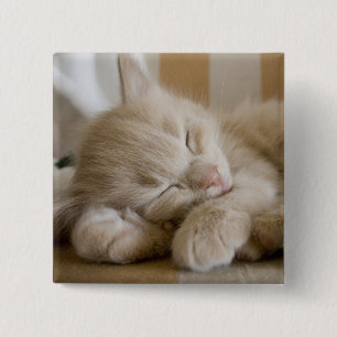 Badge Carré 5 Cm Chaton de sommeil