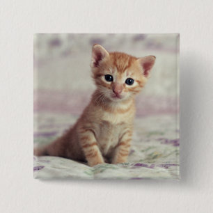 Badge Carré 5 Cm Chaton minuscule de gingembre