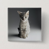 Chaton tigré bleu