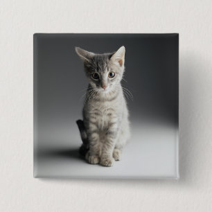 Badge Carré 5 Cm Chaton tigré bleu