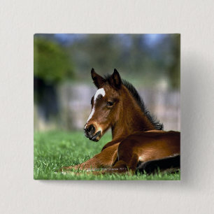 Badge Carré 5 Cm Cheval de pur sang, Irlande