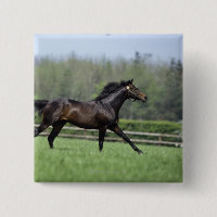 Cheval Thoroughbreds, Wassl 1988,