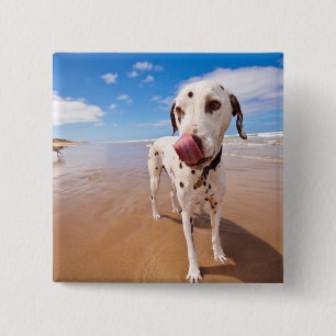 Badge Carré 5 Cm Chien dalmatien sur la plage