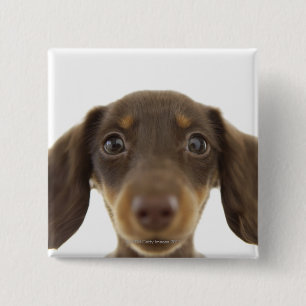 Badge Carré 5 Cm Chien de saucisse (brun) 2