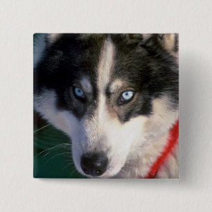 Badge Carré 5 Cm Chien de traîneau sibérien