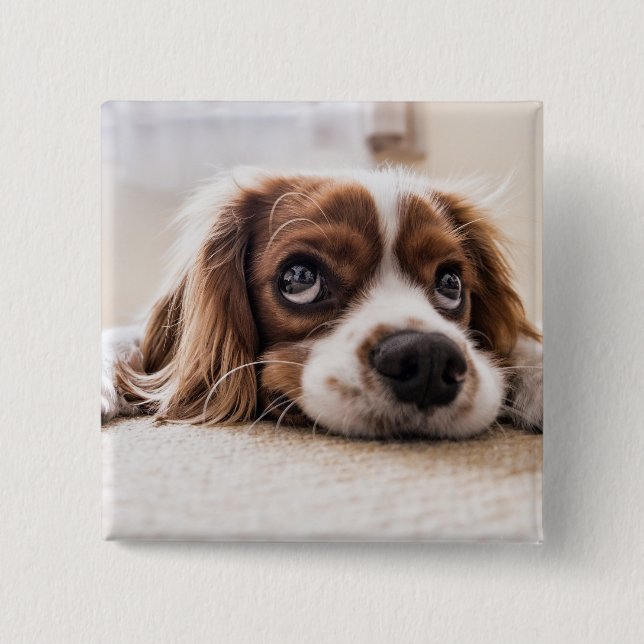 Badge Carré 5 Cm Chien Espagnol Coqueur Triste (Devant)
