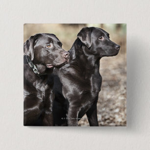 Badge Carré 5 Cm Chiens d'arrêt de Labrador noirs