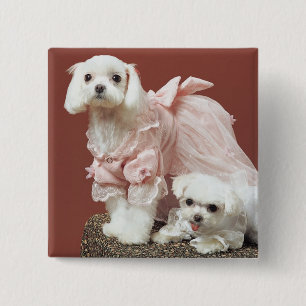 Badge Carré 5 Cm Chiens maltais