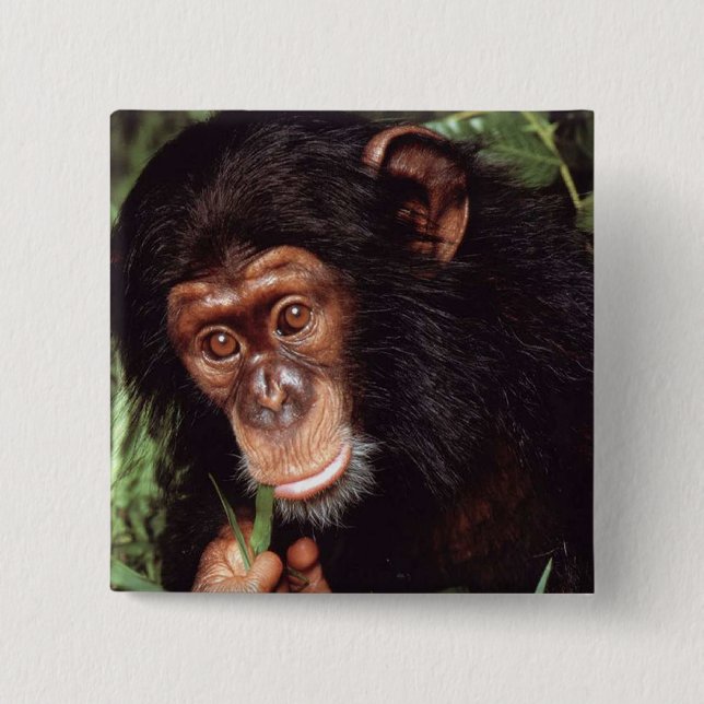 Badge Carré 5 Cm Chimpansee (Devant)
