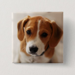 Badge Carré 5 Cm Chiot 2 de beagle