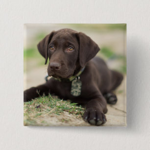 Badge Carré 5 Cm Chiot de laboratoire de chocolat