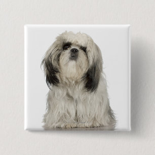 Badge Carré 5 Cm Chiot de Terrier tibétain