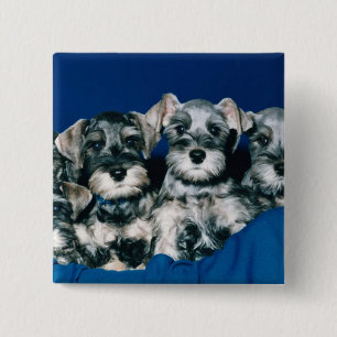 Badge Carré 5 Cm Chiots de Schnauzer miniature
