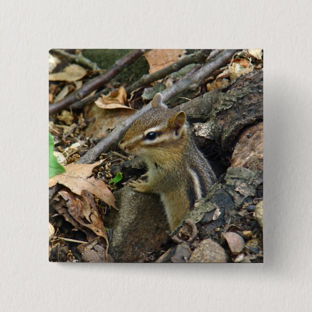 Badge Carré 5 Cm Chipmunk oriental - Tamias striatus (Devant)