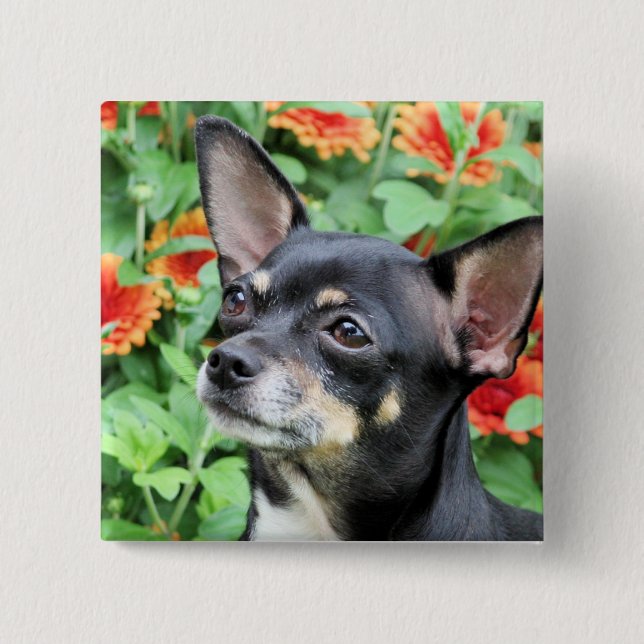 Badge Carré 5 Cm Chiwawa - Isabella - photo 41 (Devant)