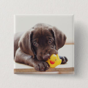 Badge Carré 5 Cm Chocolat Labrador Puppy With Toy Duck