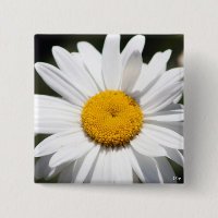 Chouchou de marguerite