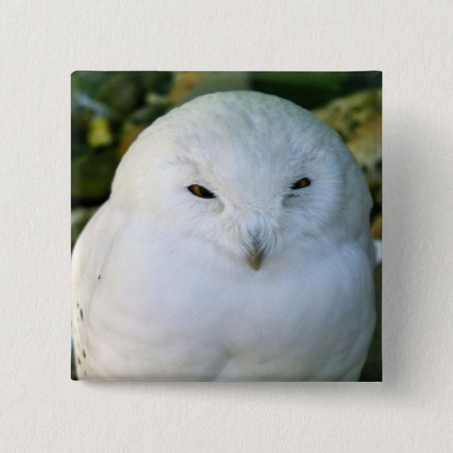 Badge Carré 5 Cm Chouette des neiges (Devant)