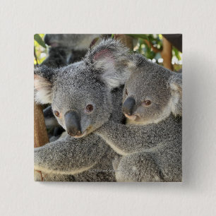 Badge Carré 5 Cm Cinereus Queensland de Phascolarctos de koala.