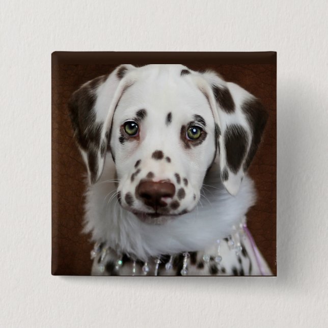 Badge Carré 5 Cm Cinnabon Dalmatien (Devant)