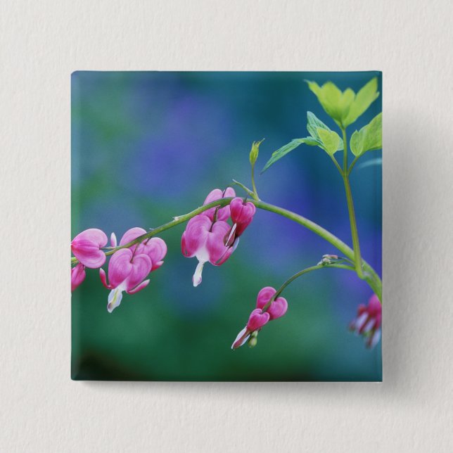 Badge Carré 5 Cm Cœurs saignants roses dans un jardin. Crédit : (Devant)