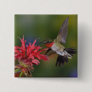 Badge Carré 5 Cm Colibri à gorge rubis