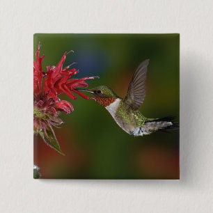 Badge Carré 5 Cm Colibri à gorge rubis mâle