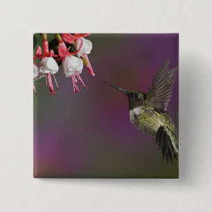 Badge Carré 5 Cm Colibri à gorge rubis mâle