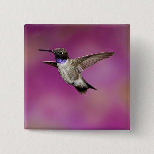 Badge Carré 5 Cm Colibri à poitrine noire, Archilochus