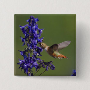 Badge Carré 5 Cm Colibri roux