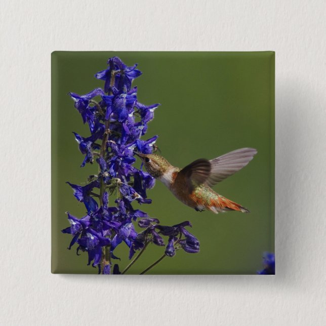 Badge Carré 5 Cm Colibri roux (Devant)