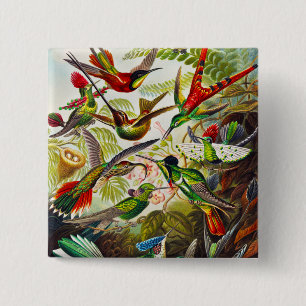 Badge Carré 5 Cm Colibri Vintage par Ernst Haeckel