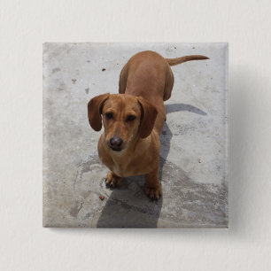 Badge Carré 5 Cm Collection mignonne de teckel