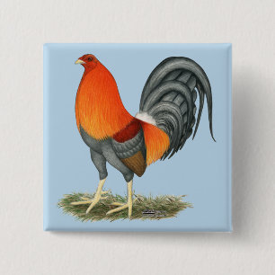 Badge Carré 5 Cm Coq de combat bleu coq rouge