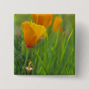 Badge Carré 5 Cm coquelicots dorés de Californie dans un champ vert