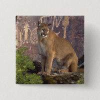 Cougar et pictographes