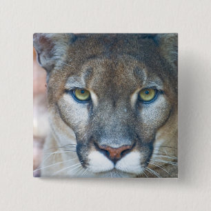 Badge Carré 5 Cm Cougar, puma, panthère de Floride, Puma