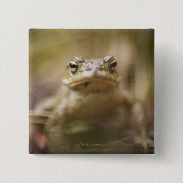 Badge Carré 5 Cm Crapaud du jour (Devant)