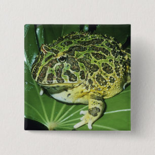 Badge Carré 5 Cm Crapaud Orné, (Ceratophrys ornata),