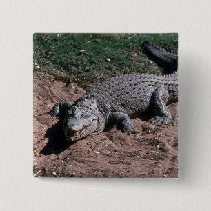 Badge Carré 5 Cm Crocodile du Nil