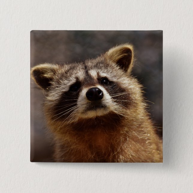 Badge Carré 5 Cm Curieux Photo Raccoon (Devant)