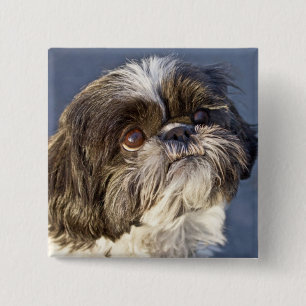 Badge Carré 5 Cm Cute Chih Tzu